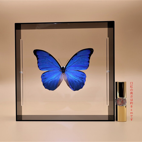 マダム ◇アナクシビアモルフォ◇ アクリルフレーム 蝶の標本 その他