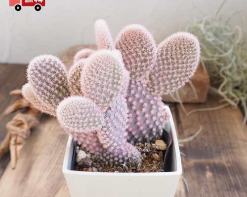 多肉植物　花サボテン　☆☆淡いオレンジ×ピンク 多肉植物 花サボテン 淡いオレンジ×ピンク 多肉植物 花サボテン 淡い