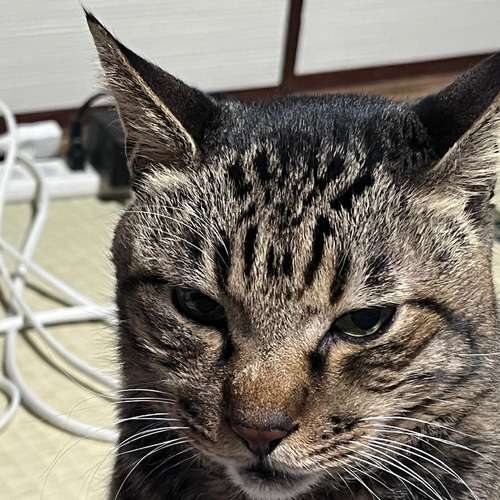 キジ猫（小）置物＃64（紙粘土と新聞紙） その他置物 工房TAKA
