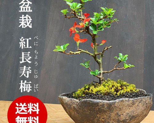 15bacd02299cad34c216106630a479