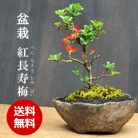 年に数回一重の紅花が楽しめる【紅長寿梅（べにちょうじゅばい）の盆栽