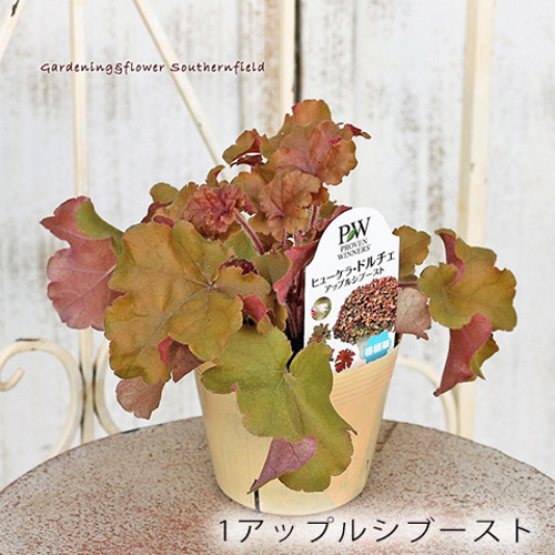 再入荷草花苗 ヒューケラ ドルチェ 3.5号ポット ツボサンゴ 多年草