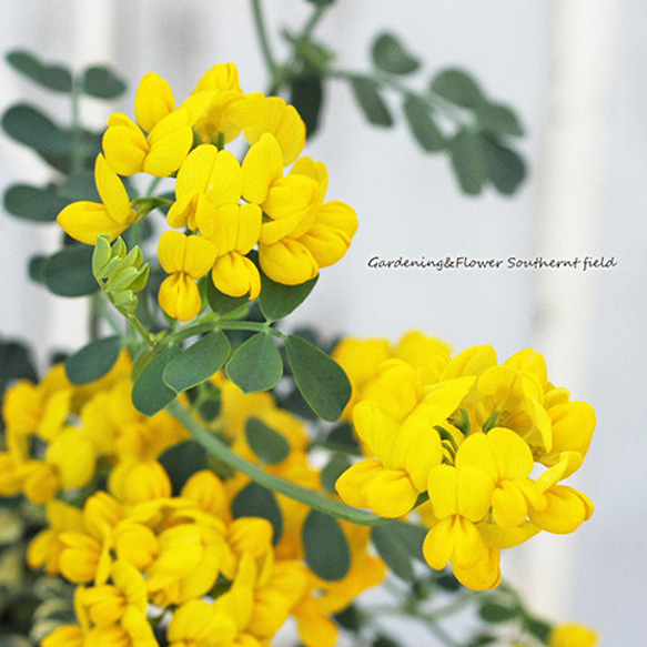 再入荷草花苗 コロニラ バレンティナ バリエガータ 2.5号～3号 常緑