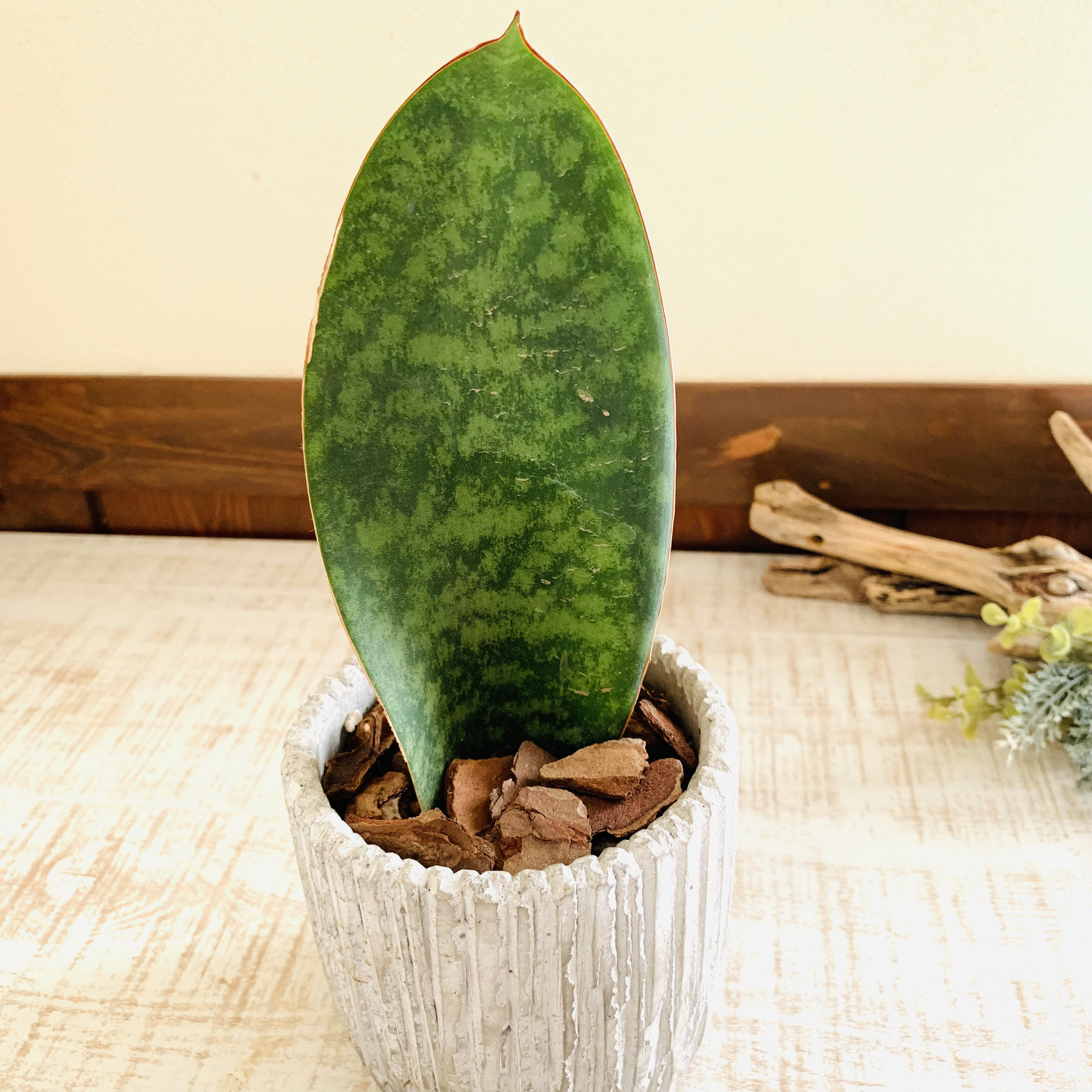 NASAが認めた空気浄化plants サンスベリア『マッソニアーナ』3.5号