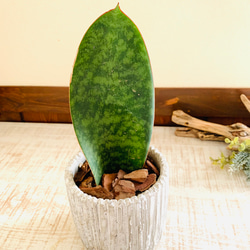 サンスベリア　マッソニアーナ　特大　40センチ以上 サンスベリア マッソニアーナ 特大 40センチ以上