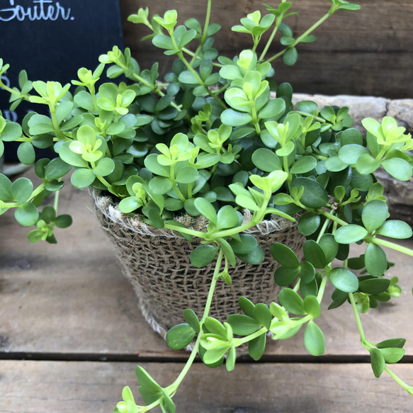 デピーナ♡ペペロミア♡入手困難♡観葉植物 8枚目の画像