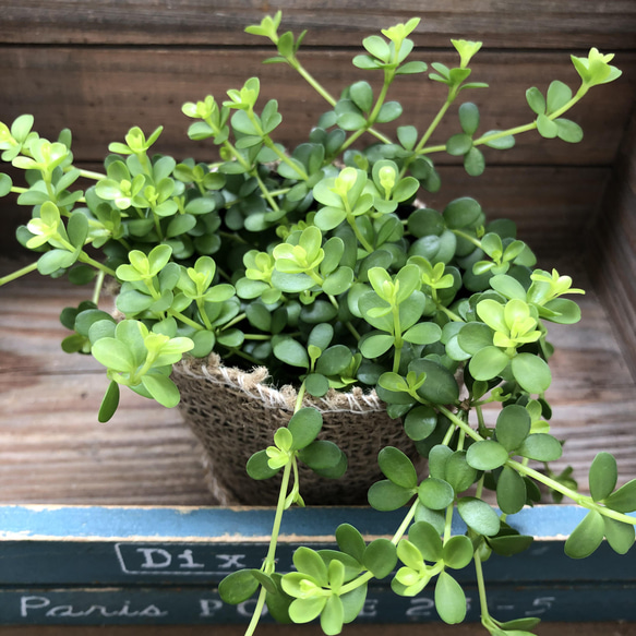 デピーナ♡ペペロミア♡入手困難♡観葉植物 4枚目の画像