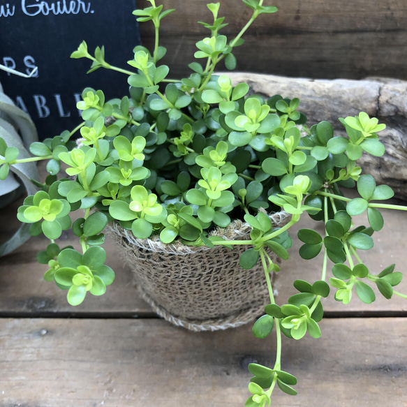 デピーナ♡ペペロミア♡入手困難♡観葉植物 7枚目の画像