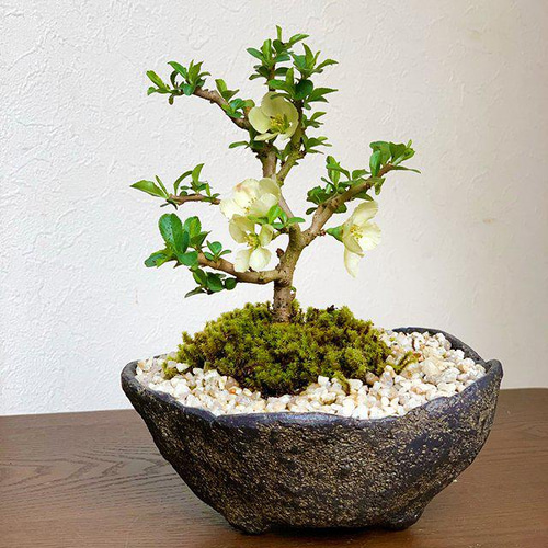 年に数回一重の白花が楽しめる【白長寿梅（しろちょうじゅばい）の盆栽