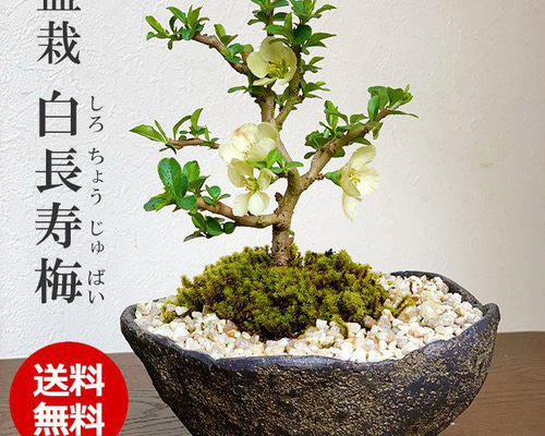 白花長寿梅 若木の盆栽を販売｜入門は盆栽妙 – 盆栽妙 本店