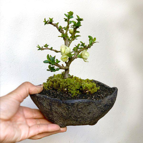 年に数回一重の白花が楽しめる【白長寿梅（しろちょうじゅばい）の盆栽