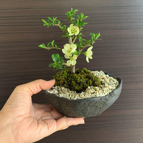 梅盆栽　白一重 楽天市場】 盆栽 > 梅盆栽 > 白色 一重梅 : 園芸百貨店何でも揃うこ