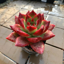 578.多肉植物 寄せ植え アエオニウム属 ガーネット白斑錦（群