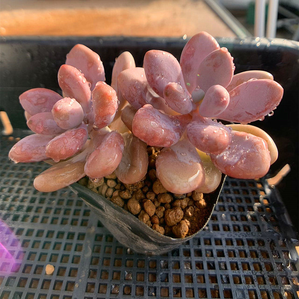 121. 多肉植物 寄せ植え 膵臓のたまご（2頭）グラプトペタルム属 人気爆発中 抜き苗 2枚目の画像