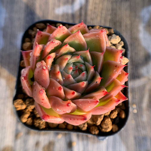 163.多肉植物 寄せ植え エケベリア属 グリーンチリ （新品種） 抜き苗