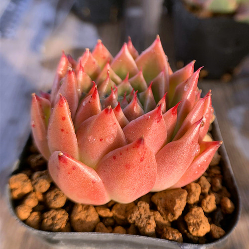 163.多肉植物 寄せ植え エケベリア属 グリーンチリ （新品種） 抜き苗