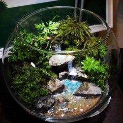 苔テラリウム オーダーメイド（大）☆特別な一品☆プレゼントにも