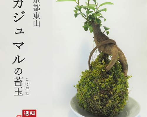 ガジュマルの苔玉』風水パワー☆苔玉☆多幸の樹☆プレゼント