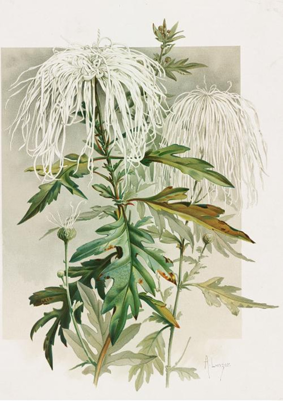 【NO.67】菊の花ポスター☆ナチュラルインテリアボタニカルフラワー植物ヴィンテージアンティークA5B2A3A2A1B5 2枚目の画像