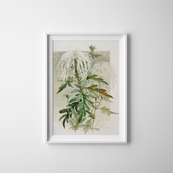 【NO.67】菊の花ポスター☆ナチュラルインテリアボタニカルフラワー植物ヴィンテージアンティークA5B2A3A2A1B5 5枚目の画像