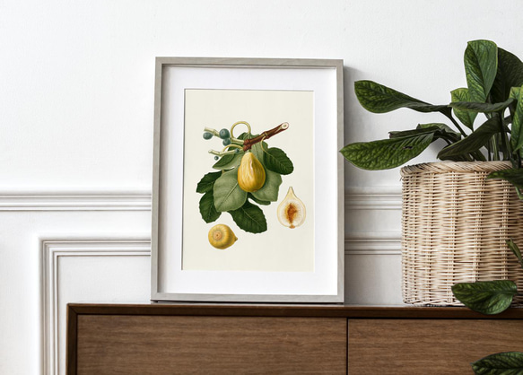 NO.68】イチジク無花果アートポスター☆ナチュラルインテリア