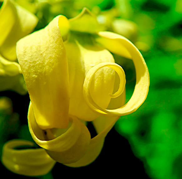 【濃厚な花の香り】イランイランCO2エクストラクト5ml（10ml販売中） 5枚目の画像