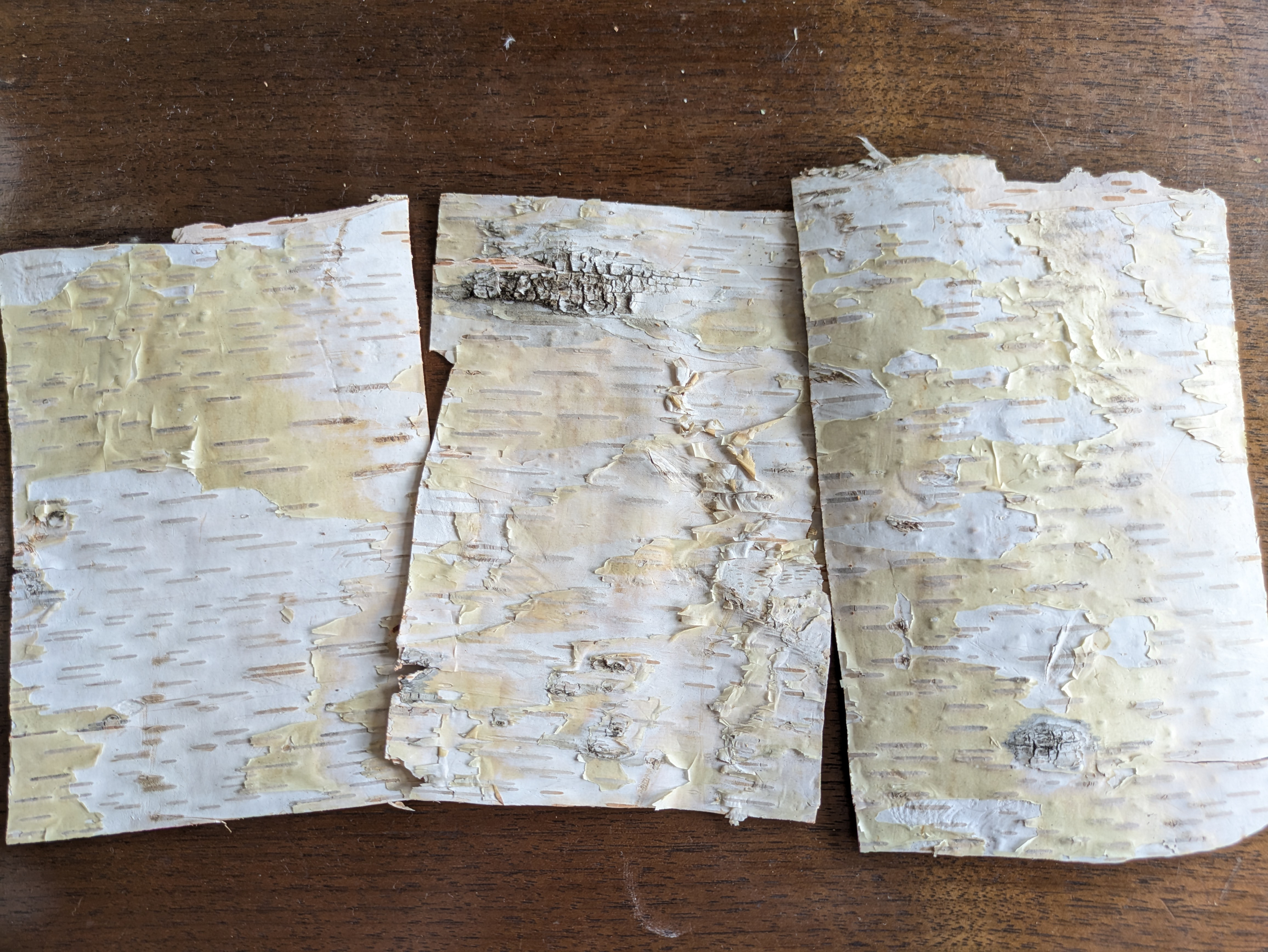 白樺の皮　樹皮シート　20枚 白樺の皮 樹皮シート 20枚 白樺の皮 樹皮シート 20枚 白樺の