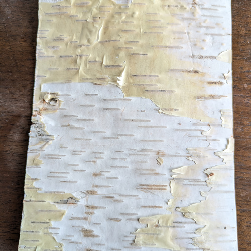 白樺の皮　樹皮シート　20枚 白樺の皮 樹皮シート 20枚 白樺の樹皮シート - ショップ Birch