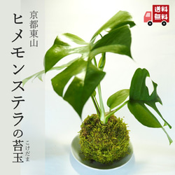 『ヒメモンステラの苔玉』風水パワー★苔玉★プレゼント★インテリア★観葉植物★送料無料 1枚目の画像