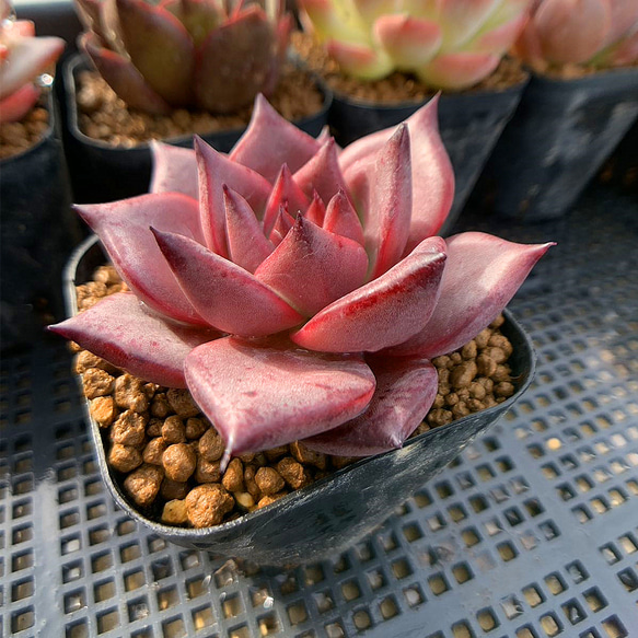 257.多肉植物 寄せ植え エケベリア属 ロメオ （中）美苗 超人気 抜き苗