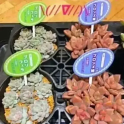  第6張的照片