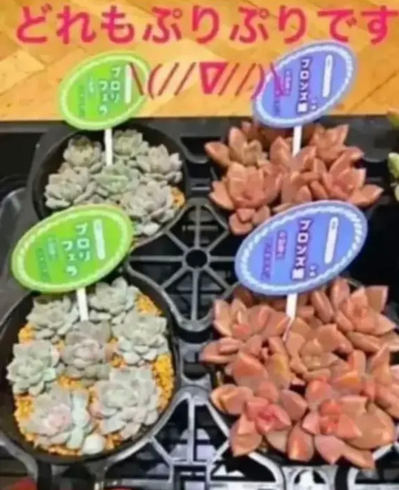  第6張的照片