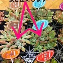  第5張的照片