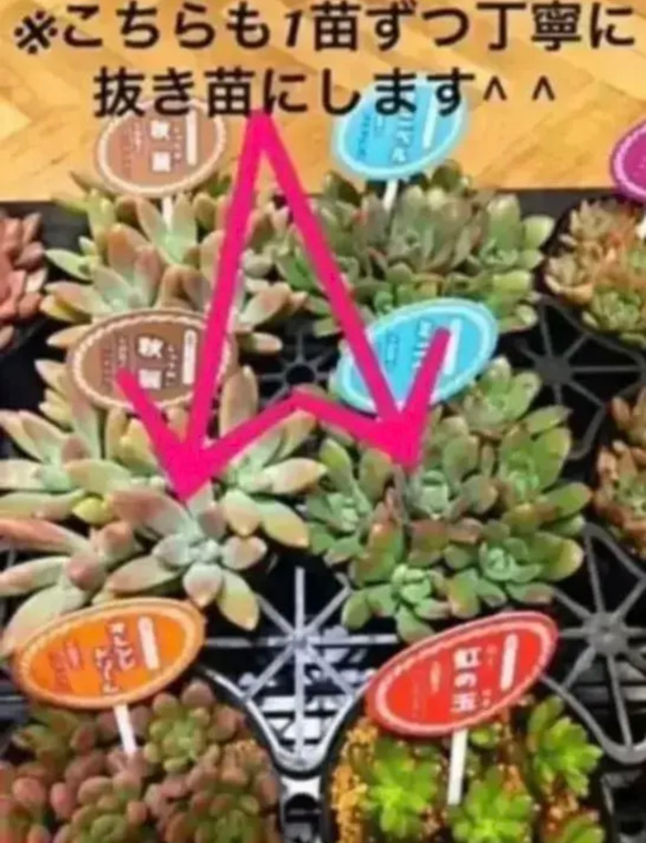  第5張的照片