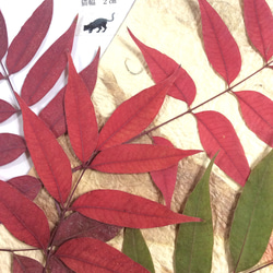 枝付きハゼの葉(10本)の押し花素材 2枚目の画像