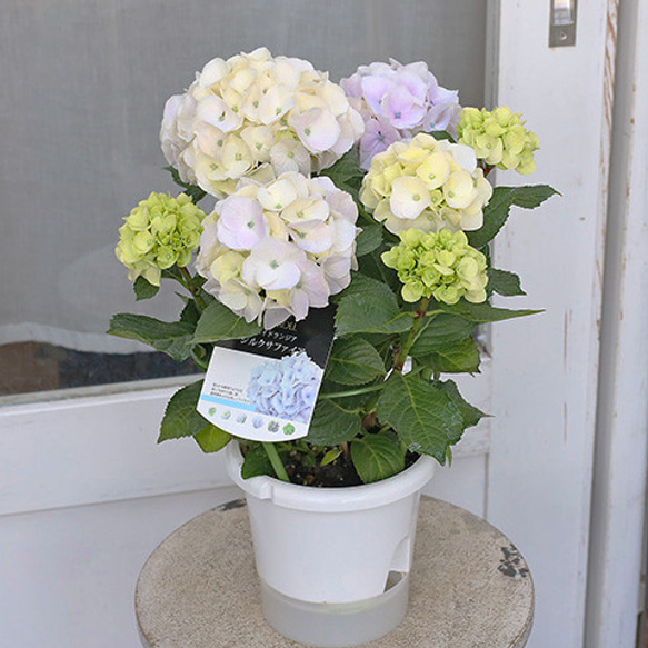 再入荷鉢花 アジサイ シルクサファイア 5号ポット 母の日 ギフト 人気 上品 育てやすい 3枚目の画像