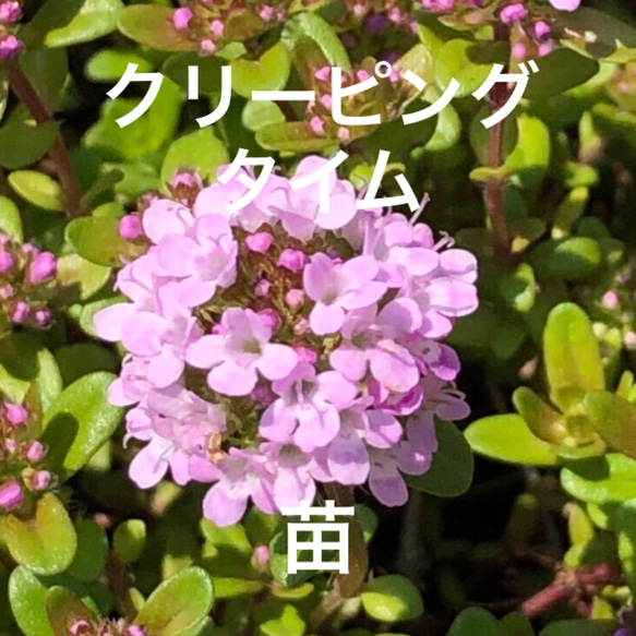クリーピングローズ　アロマハーブ　根付き苗　3苗 クリーピングローズ アロマハーブ 根付き苗 3苗