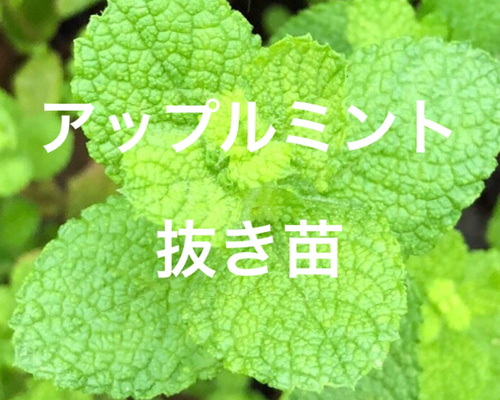 2c5b00c389c9e539d59bd9b1c6f948