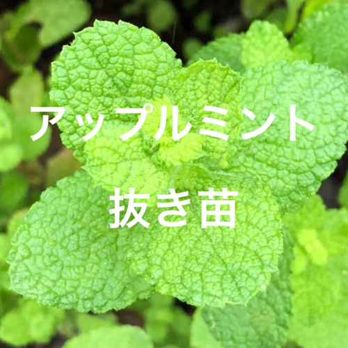 増量】アップルミント 苗 3株 * ハーブ 多肉植物 ちいさな 増量】アップルミント 苗 3株 * ハーブ 多肉植物 ちいさな