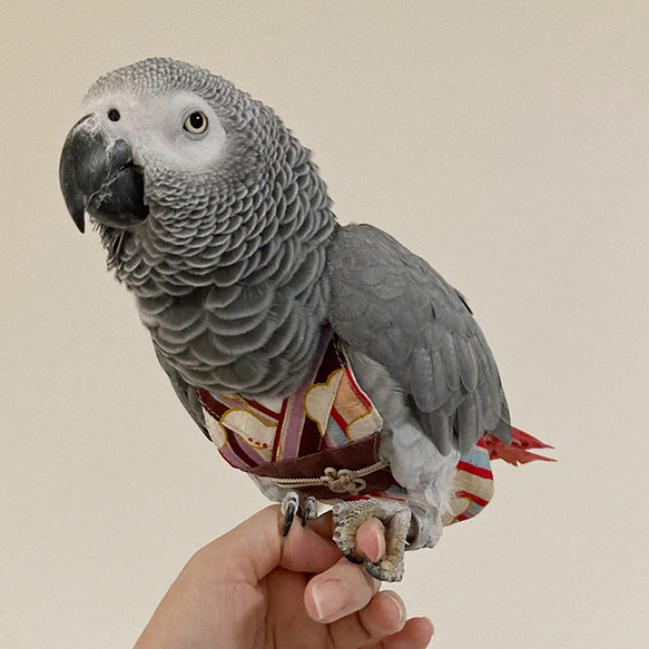 和服「コスプレ　鳥さんのおしめ」 10枚目の画像