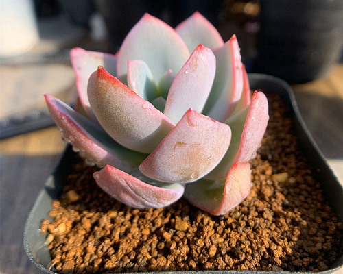 167.多肉植物 寄せ植え エケベリア属 カリビアンブルー