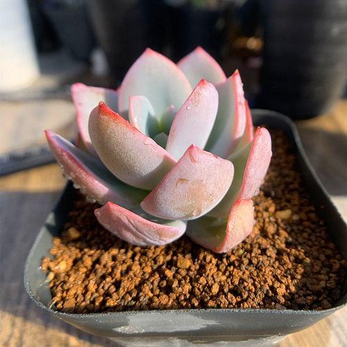 167.多肉植物 寄せ植え エケベリア属 カリビアンブルー 167.多肉植物 寄せ植え エケベリア属 カリビアンブルー