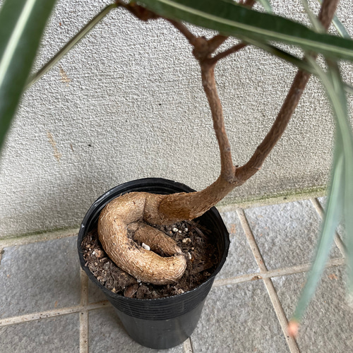 ボトルツリー ブラキキトン 観葉植物 大苗 人気 超希少 激レア 多肉