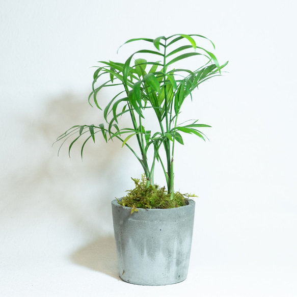 【デスクに置ける観葉植物】テーブルヤシとハイゴケ×カモジコケの鉢植え／湯飲み型のシンプルなモルタル鉢／送料全国一律850 2枚目の画像