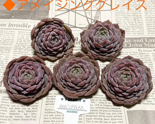 ラスト1苗 第四種送料無料◇アメイジンググレイス◇多肉植物