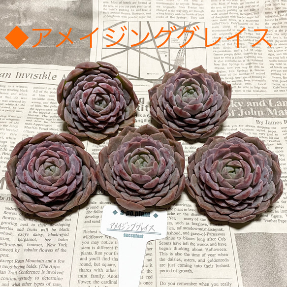 ラスト1苗 第四種送料無料◇アメイジンググレイス◇多肉植物 ラスト1苗 第四種送料無料◇アメイジンググレイス◇多肉植物