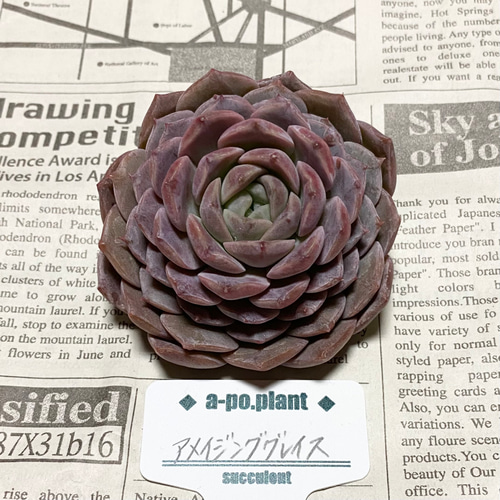 ෆ˚*感謝セールෆ˚* アメイジンググレイス 1苗 抜き苗 寄せ植え 多肉植物 ෆ˚*感謝セールෆ˚* アメイジンググレイス 1苗 抜き苗 寄せ植え