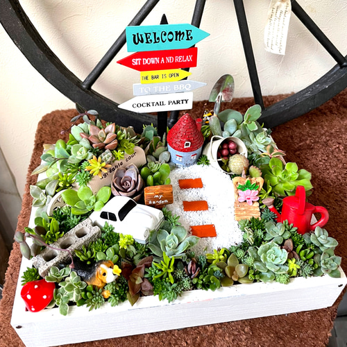 プレゼントにも〜わんにゃん箱庭風多肉植物寄せ植え 多肉植物 まぁ