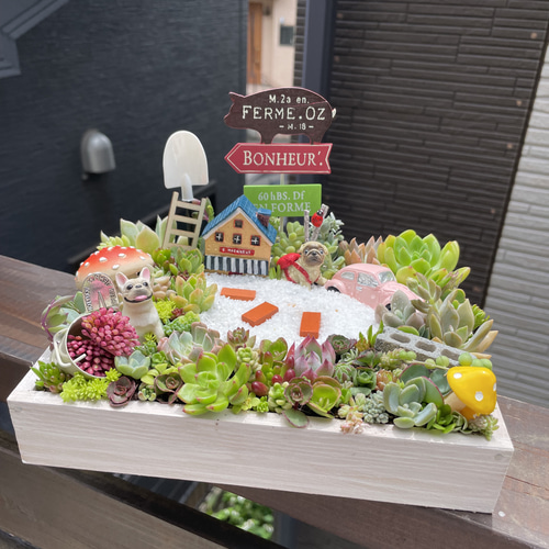 プレゼントにも〜わんにゃん箱庭風多肉植物寄せ植え 多肉植物 まぁ