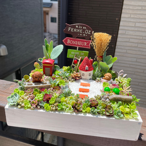 プレゼントにも〜わんにゃん箱庭風多肉植物寄せ植え 多肉植物 まぁ